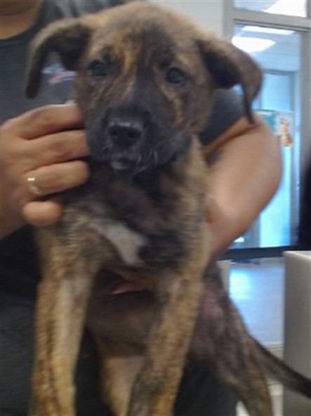 Shelter Stray Female Dog last seen SW 44TH AND SHIELDS BY ON CUE IN THE ROAD, 2811 SE 29th St, Oklahoma City, OK 73129, USA