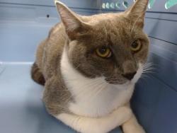 Shelter Stray Male Cat last seen , 2811 SE 29th St, Oklahoma City, OK 73129, USA