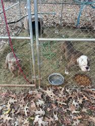 Lost Male Dog last seen Tyler st nw, Rome, GA 30165