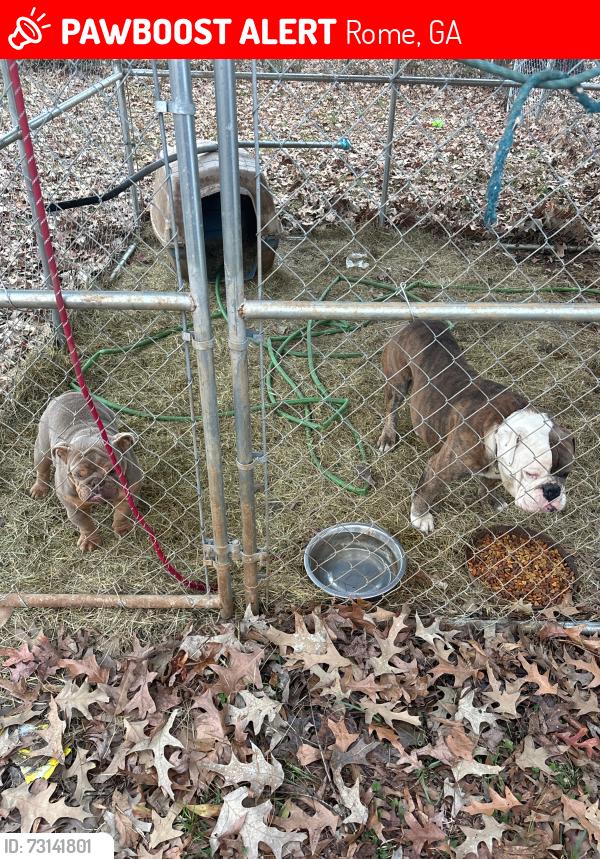 Lost Male Dog last seen Tyler st nw, Rome, GA 30165