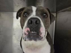 Shelter Stray Male Dog last seen , West Valley Animal Shelter, 20655 Plummer St, Chatsworth, CA 91311, USA