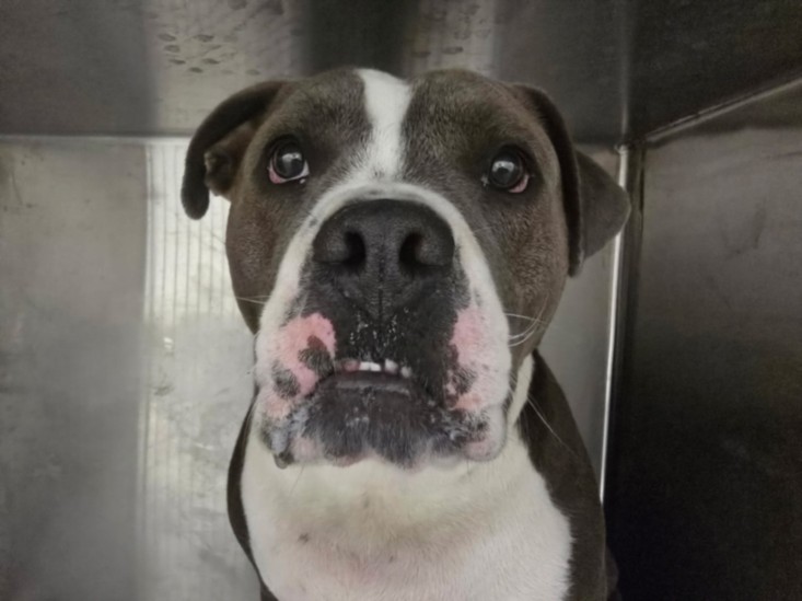 Shelter Stray Male Dog last seen , West Valley Animal Shelter, 20655 Plummer St, Chatsworth, CA 91311, USA