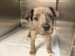 Shelter Stray Female Dog last seen , West Valley Animal Shelter, 20655 Plummer St, Chatsworth, CA 91311, USA