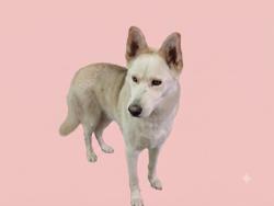 Shelter Stray Female Dog last seen , 1850 W 60th St, Los Angeles, CA 90047, USA