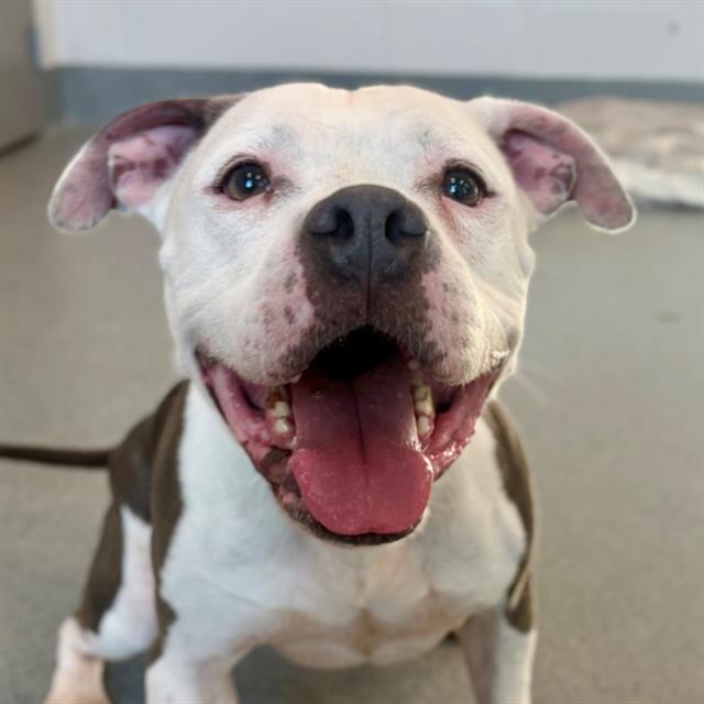 Shelter Stray Male Dog last seen Near, 2600 S Harding St, Indianapolis, IN 46221, USA