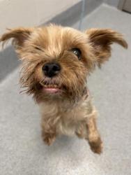 Shelter Stray Female Dog last seen Near, 2600 S Harding St, Indianapolis, IN 46221, USA