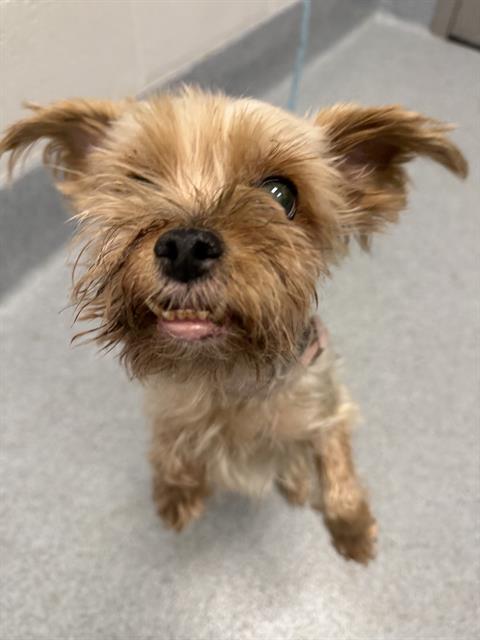 Shelter Stray Female Dog last seen Near, 2600 S Harding St, Indianapolis, IN 46221, USA