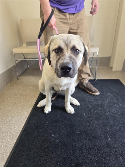 Shelter Stray Female Dog last seen Near BLOCK TAYLOR BLVD, 3528 Newburg Rd, Louisville, KY 40218, USA