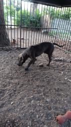 Found/Stray Male Dog last seen Sprauge, Spokane, WA 99202