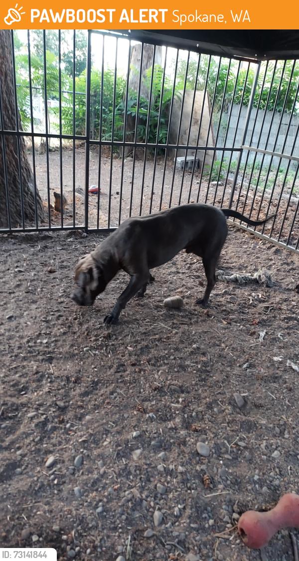 Found/Stray Male Dog last seen Sprauge, Spokane, WA 99202