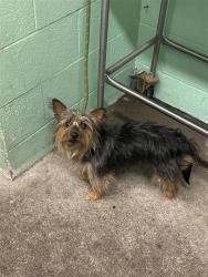 Shelter Stray Female Dog last seen VALLEY HI DR & BRUCEVILLE RD, 2127 Front St, Sacramento, CA 95818, USA