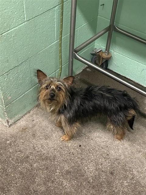 Shelter Stray Female Dog last seen VALLEY HI DR & BRUCEVILLE RD, 2127 Front St, Sacramento, CA 95818, USA