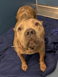 Shelter Stray Female Dog last seen Near BLOCK COLLINGHAM DR, DETROIT, MI 48205, 7401 Chrysler Dr, Detroit, MI 48211, USA