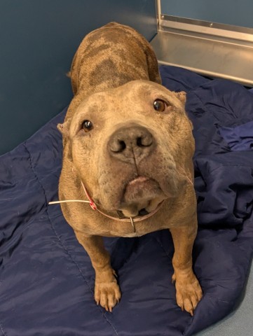 Shelter Stray Female Dog last seen Near BLOCK COLLINGHAM DR, DETROIT, MI 48205, 7401 Chrysler Dr, Detroit, MI 48211, USA
