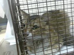 Shelter Stray Female Cat last seen Near BLOCK SW 137 AVE, 3599 NW 79th Ave, Doral, FL 33122, USA