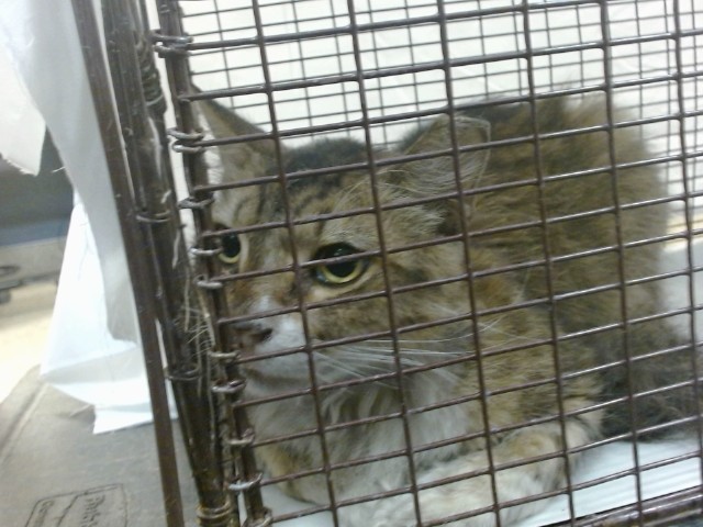 Shelter Stray Female Cat last seen Near BLOCK SW 137 AVE, 3599 NW 79th Ave, Doral, FL 33122, USA