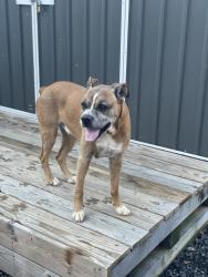 Reunited Male Dog last seen Alford Rd & Euharlee Rd, Rome, GA 30161