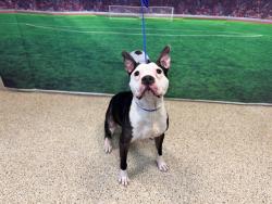Shelter Stray Male Dog last seen Near BLOCK SW 150 CT CIR, 3599 NW 79th Ave, Doral, FL 33122, USA