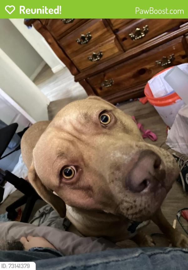 Reunited Male Dog last seen Near hardy st, Titusville, FL 32780