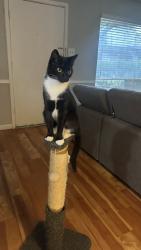 Reunited Female Cat last seen 11th, Houston, TX 77007