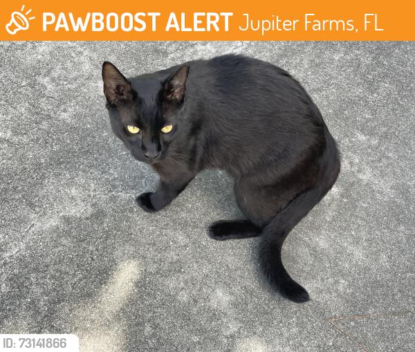 Found/Stray Unknown Cat last seen 130th Avenue north Jupiter farms, Jupiter Farms, FL 33478