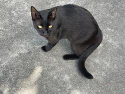 Found/Stray Unknown Cat last seen 130th Avenue north Jupiter farms, Jupiter Farms, FL 33478