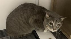 Found/Stray Unknown Cat last seen Port St. Lucie, Port St. Lucie, FL 34986
