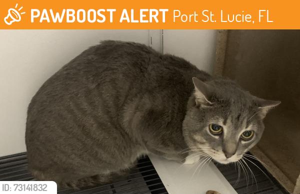 Found/Stray Unknown Cat last seen Port St. Lucie, Port St. Lucie, FL 34986