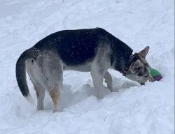 Reunited Male Dog last seen Behind historic Town Hall on Main St Somerset, Somerset, WI 54025