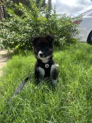 Reunited Female Dog last seen Riviera apmts, Dallas, TX 75243