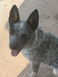 Found/Stray Female Dog last seen Garretts lake road, McLoud, OK 74851