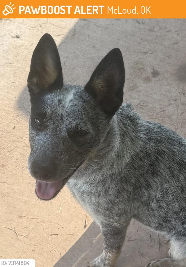 Found/Stray Female Dog last seen Garretts lake road, McLoud, OK 74851