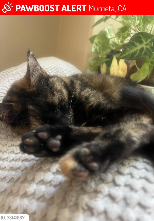 Lost Female Cat last seen Scott rd, Murrieta, CA 92563