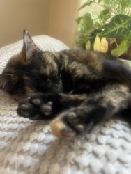 Lost Female Cat last seen Scott rd, Murrieta, CA 92563