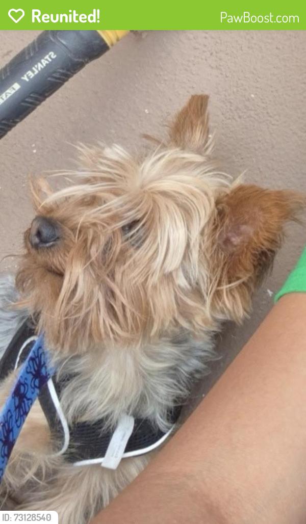 Reunited Male Dog last seen Dot St , Windmill Dr, Chaparral, NM 88081