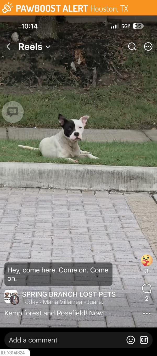 Found/Stray Male Dog last seen Kemp Forest Drive & Rosefield Drive, Houston, TX 77080