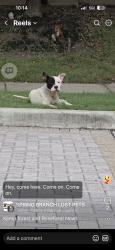 Found/Stray Male Dog last seen Kemp Forest Drive & Rosefield Drive, Houston, TX 77080