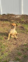 Reunited Female Dog last seen 26th Ave E, Bradenton, FL 34208
