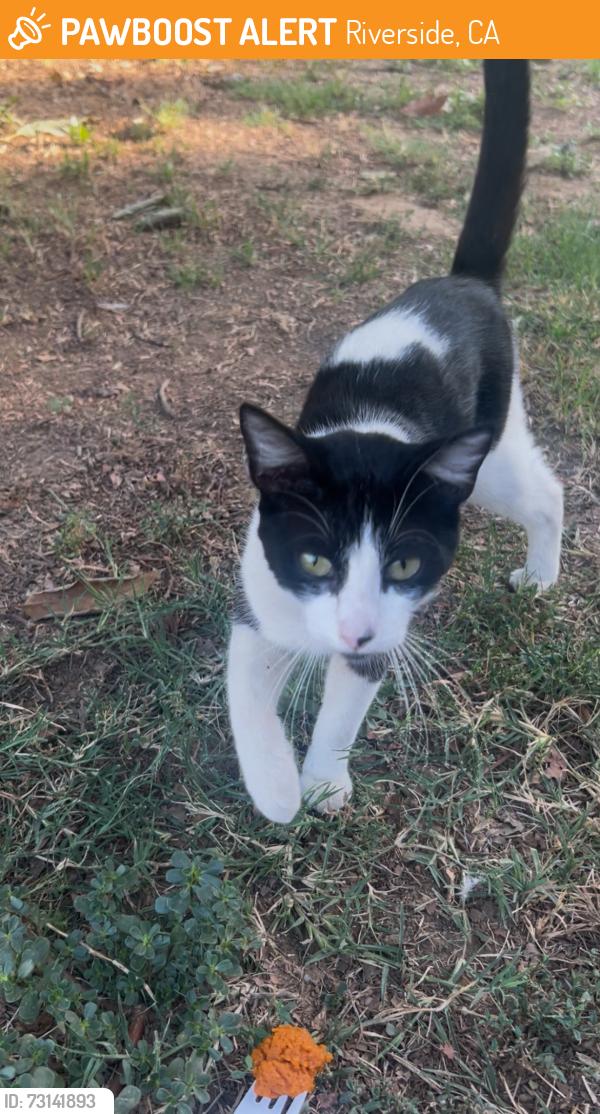 Found/Stray Male Cat last seen Near Mulberry & Marsh Way, Knoll Way, La Cadena, Riverside, CA 92501