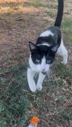 Found/Stray Male Cat last seen Near Mulberry & Marsh Way, Knoll Way, La Cadena, Riverside, CA 92501