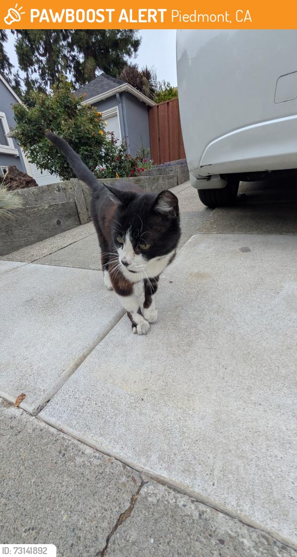 Found/Stray Unknown Cat last seen Piedmont Park dog run, Piedmont, CA 94611