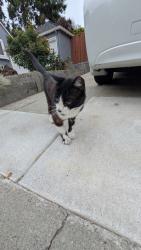 Found/Stray Unknown Cat last seen Piedmont Park dog run, Piedmont, CA 94611