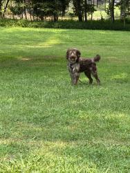 Found/Stray Male Dog last seen Deer run and buck riling, Chesterfield County, VA 23112
