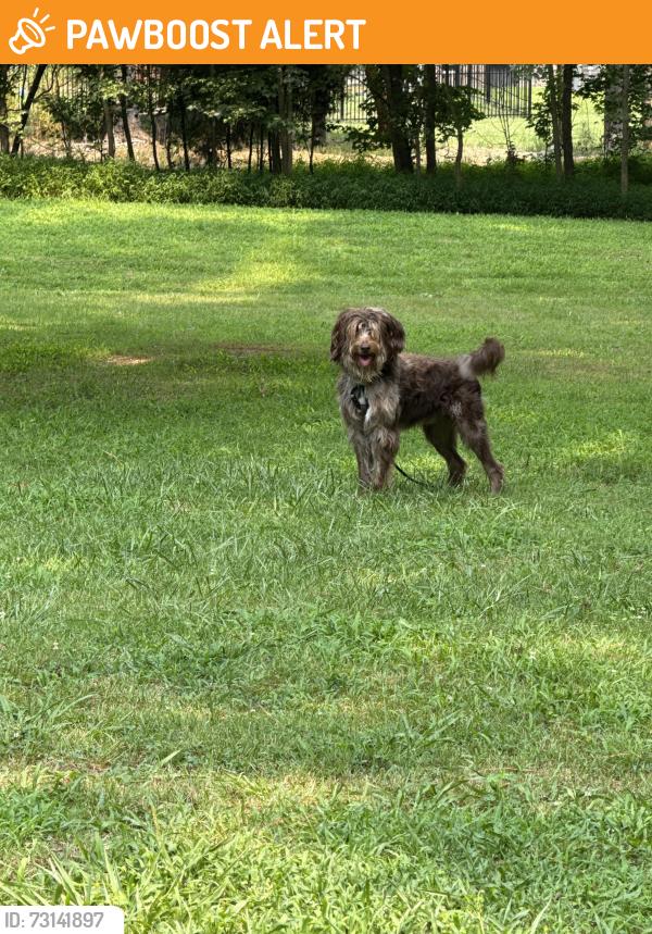 Found/Stray Male Dog last seen Deer run and buck riling, Chesterfield County, VA 23112