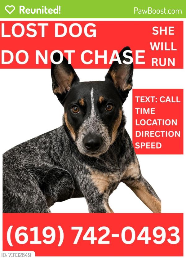 Reunited Female Dog last seen Bolina dr, Murrieta, CA 92562