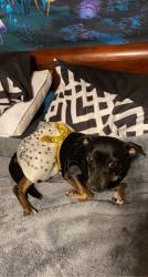Reunited Female Dog last seen San Saba ln and Lavon creek, Arlington, TX 76006