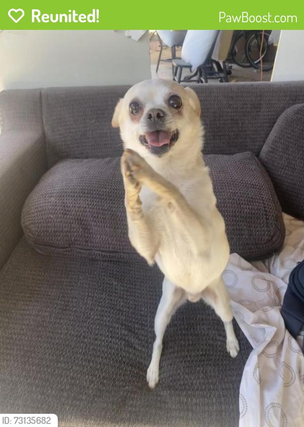 Reunited Male Dog last seen Broadway and Craycroft, Tucson, AZ 85711