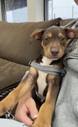 Found/Stray Male Dog last seen E rancier, Killeen, TX 76543