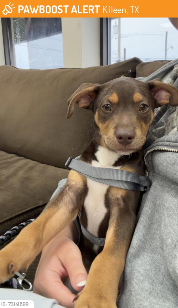 Found/Stray Male Dog last seen E rancier, Killeen, TX 76543