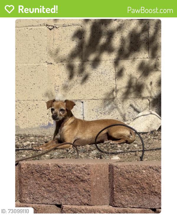 Reunited Female Dog last seen Juan tabo and central, Albuquerque, NM 87107